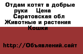 Отдам котят в добрые руки  › Цена ­ 10 - Саратовская обл. Животные и растения » Кошки   